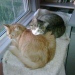 cats