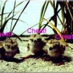 cheep