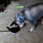 Place a bone in the cup to help get the Bach used to it. (The Bach moves fast.)