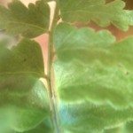IMAG0117