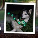 dog-e-glow