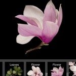 LeafSnap App.jpg