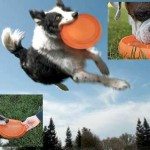 throwbowl