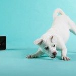 petcube