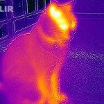 flirone