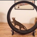 one-fast-cat-exercise-wheel-2