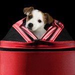sleepypod-mobile-pet-bed-2