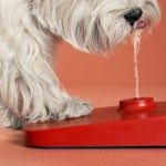 pawcet-for-pets