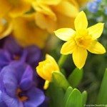 spring-contest
