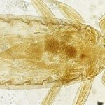 ricinus-vaderi