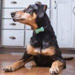 wonderwoof