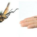 remote-controlled-beetles