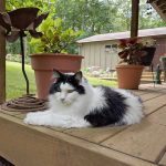 drcatsbys-5