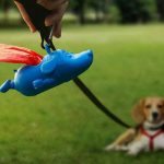 mighty-dog