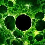 virus