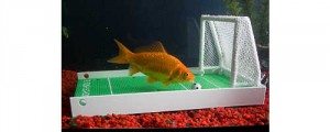 r2fish