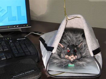 warm_mouse_fuzzy_6