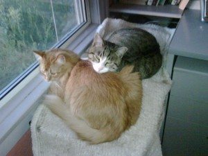 cats