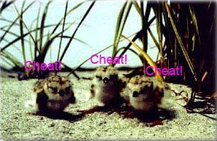 cheep