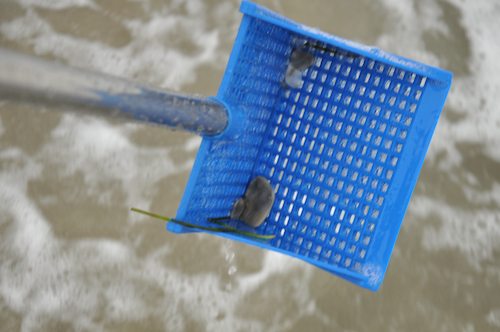 Beach Shell Sifter Scoop Rake with Mesh Bag