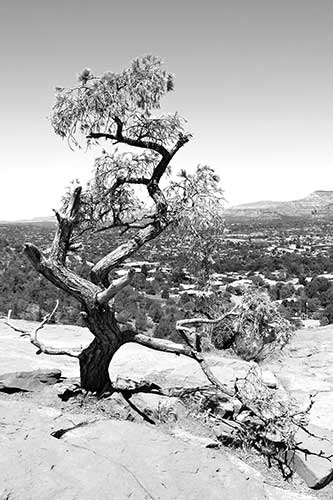 sedona IlfordDelta1001