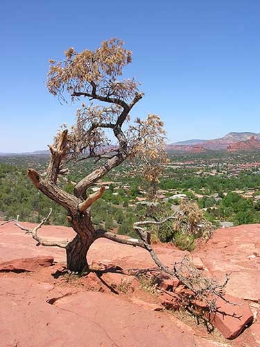 sedona tree1