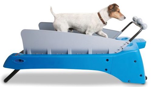 canine treadmill