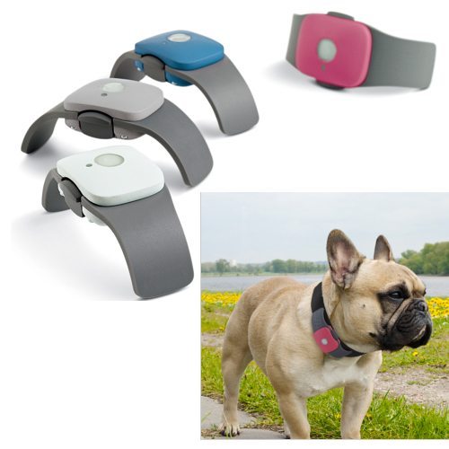 tagg pet tracker