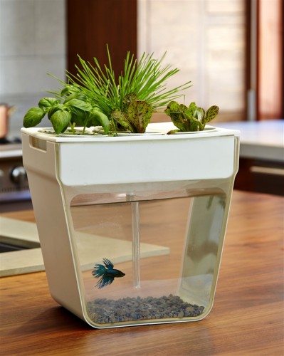 Aquaponics_aquafarm_01