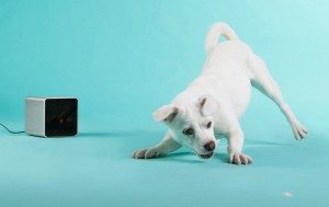 petcube