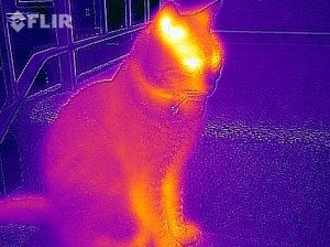 flirone