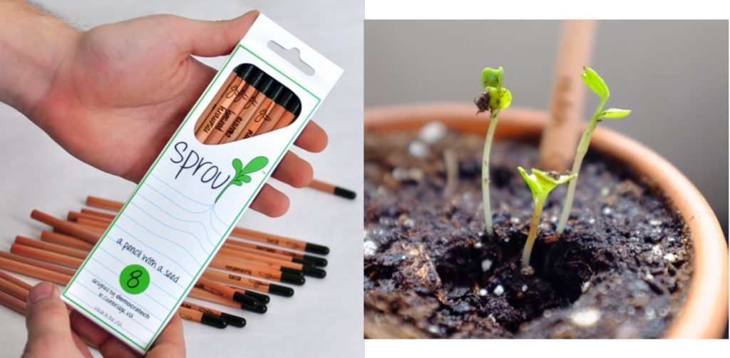 How To Plant Sprout Pencils How To Plant Sprout Pencils