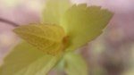 ztylus-flower3-closeup-small
