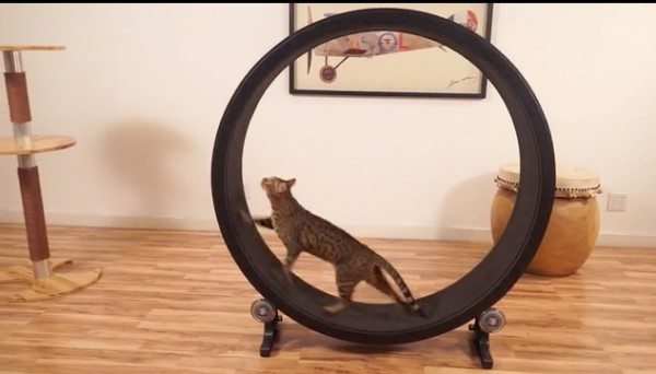 one fast cat exercise wheel 2