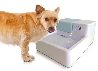 naturespa uv fountain for small dogs 2