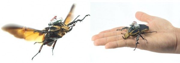 remote controlled beetles