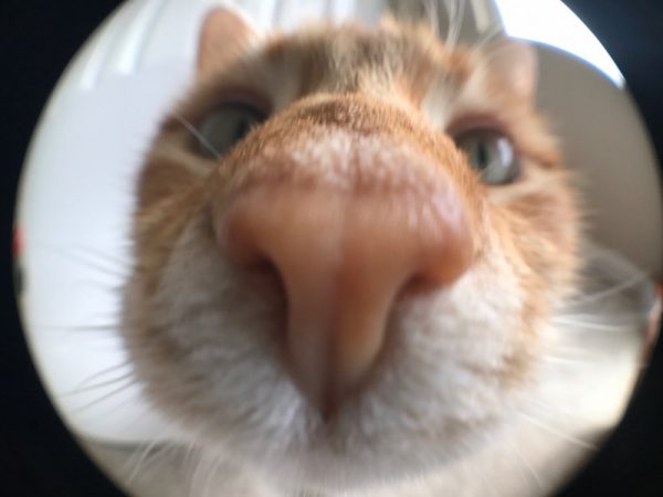 cat fisheye lens