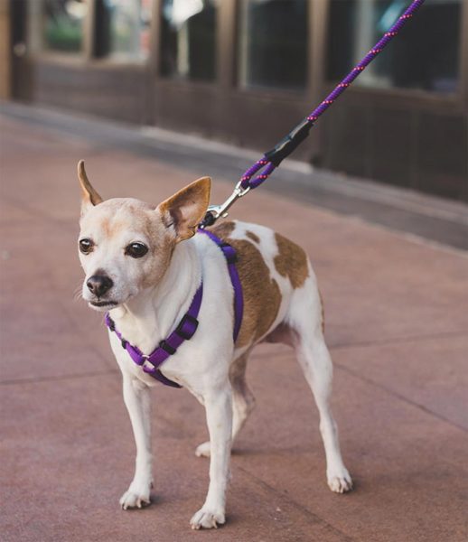 Mountain Dog Products leashes works for tiny puppers to giant doggos ...