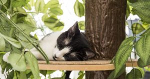 on2pet tree 2