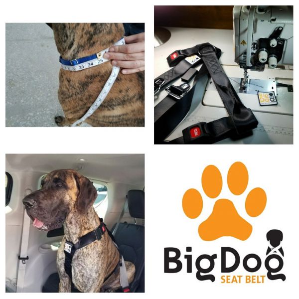 big dog seat belt 1