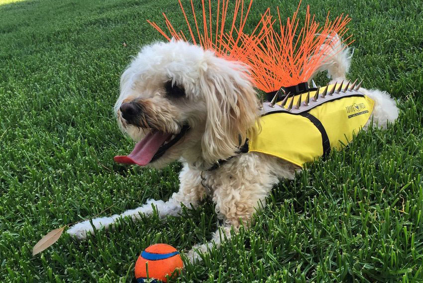 These Protective Coyote Vests for Dogs Help Keep Your Pup Safe From  Predators