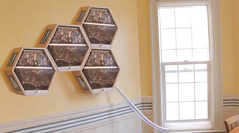 Beecosystem Is A Modular Honey Bee Hive For Your Home The Gadgeteer