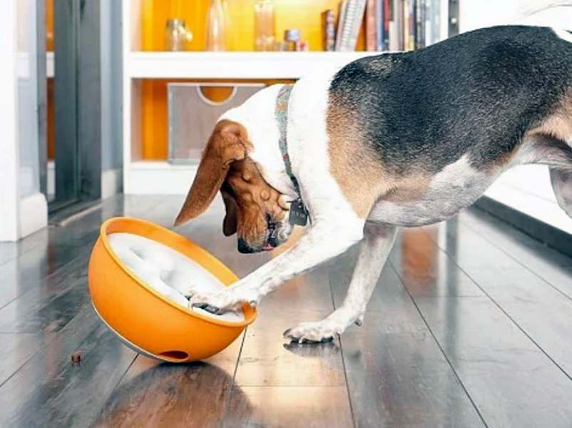 https://the-gadgeteer.com/wp-content/uploads/2019/01/paw5-rocknbowldogfeeder-1.jpg