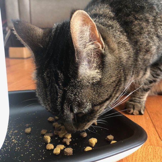 Review: WOpet Sprite Automatic Cat and Dog Feeder