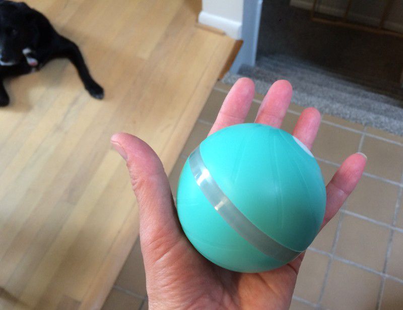 wicked ball pet toy