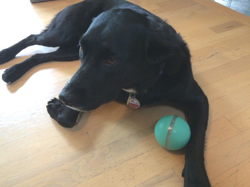 wicked ball dog toy