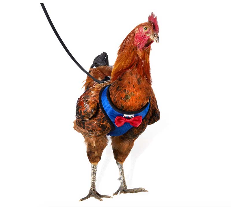 chicken harness 1