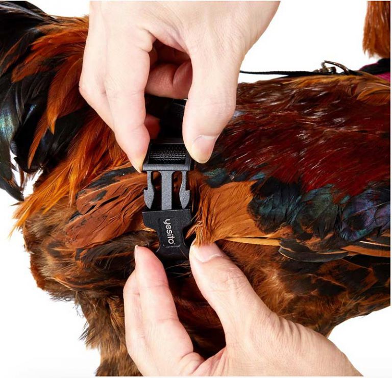 Unlock your chicken safety skill with this harness The Gadgeteer