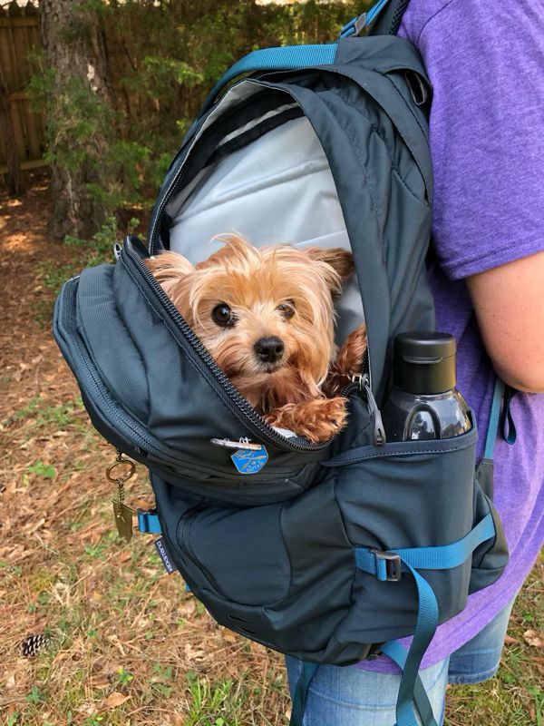 osprey dog backpack