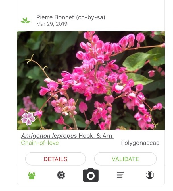 PlantNet app 2
